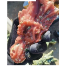 Extra Large Carving - Dragon Head (About 3 x 5.5 x 3 inch H) - Peach Blossom Rhodonite Extra Large Carving - Dragon Head (About 3 x 5.5 x 3 inch H) - Peach Blossom Rhodonite