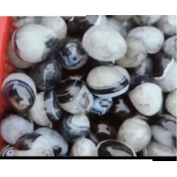 Egg - Black Banded Agate w Quartz - About 1.75 - 2 inches