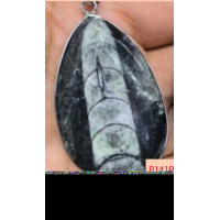 GPK - Orthoceras Fossil Pendant (About 1.75 inches) - 10 pcs Pack