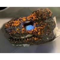 Extra Large Carving - T Rex Skull (About 7 x 3.5 x 5 inch H) - Yooperlite