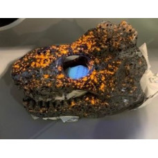 Extra Large Carving - T Rex Skull (About 7 x 3.5 x 5 inch H) - Yooperlite