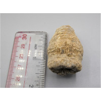 Coral Fossil 