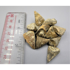 Shark Teeth Fossil - 10 pcs Pack