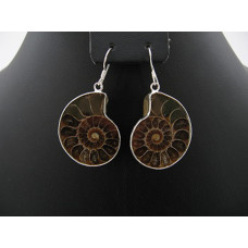 Ammonite Fossil Earring 1 pair